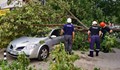 Дърво падна върху два автомобила на булевард "Бозвели"