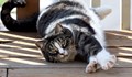 Ню Йорк забранява рязането на ноктите на котките