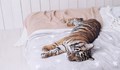 Тигрица заспа в леглото на индиец
