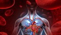 Откриха клетки в обвивката на сърцето, които могат да го лекуват