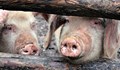 6 нови огнища на Африканска чума по свинете