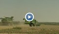 Градушките намалиха наполовина добива на пшеница в Русенско