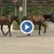 Свободно пуснати коне притесняват шофьори в Русе