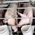Смениха мястото за загробване на животните от свинекомплекса в Бръшлен