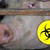 Очакваме лоши новини за другите големи свинекомплекси в Русенско