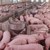 Собственикът на свинекомплекса в Бръшлен: Трагедията ни е огромна!
