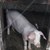 Всички домашни прасета на територията на област Русе трябва да бъдат изклани до 10 дни