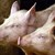Започва умъртвяването на прасетата в нови 6 села в Плевенско