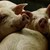 Уволняват общинарка, наредила да се колят прасетата в Старозагорско