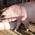 БАБХ потвърди второ огнище на Африканска чума при домашните свине