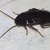 Учени: Хлебарките придобиват резистентност към пестициди
