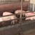 Спират проверките в свиневъдните стопанства в цяла България