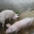 Свиневъди искат забрана за отглеждане на домашни прасета