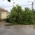 Паднало дърво блокира пътя Николово - Червена вода