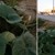Тикви растат на най-новия булевард във Варна Тикви растат на най-новия булевард във Варна