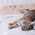 Тигрица заспа в леглото на индиец