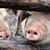 6 нови огнища на Африканска чума по свинете