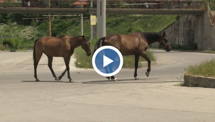 За щастие животните не успяха да предизвикат пътен инцидент