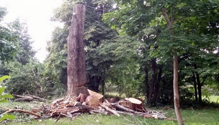 Нещастният инцидент е станал по време на разрешен дърводобив
