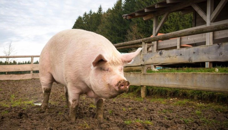 Стопаните на нерегистрирани прасета няма да получат обезщетения Стопаните на нерегистрирани прасета няма да получат обезщетения