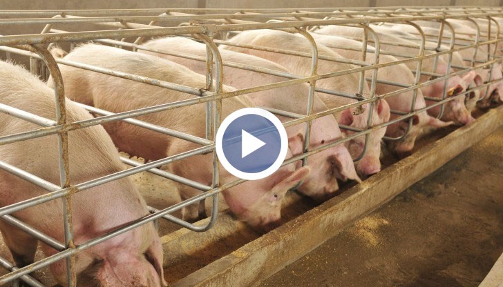 Засегнати от заразата са и Румъния, Полша, Унгария, Литва, Латвия, Белгия, Малта и Украйна