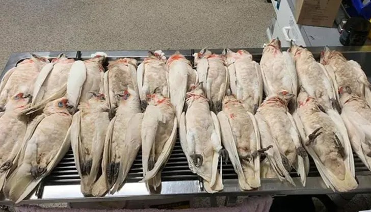 Пернатите не можели да летят, виели от болка и кървяли