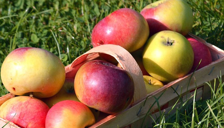 Екологично чисти продукти влизат в схемите “Училищен плод” и “Училищно мляко” Екологично чисти продукти влизат в схемите “Училищен плод” и “Училищно мляко”