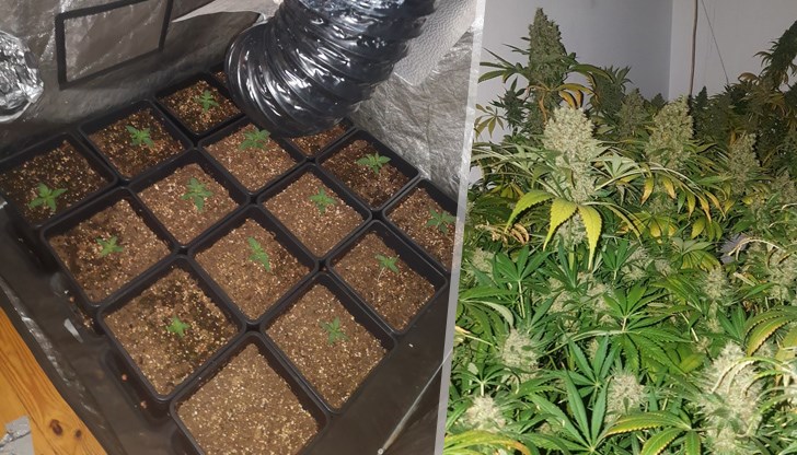 В частен дом е разбита оранжерия, оборудвана за отглеждане на растения от рода на конопа