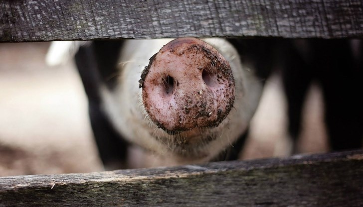 Резултатите от анализа на проба от болно прасе трябва да бъдат обявени тази сутрин