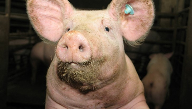 Засегнат е свинекомплекса, в който се отглеждат 17 000 броя свине