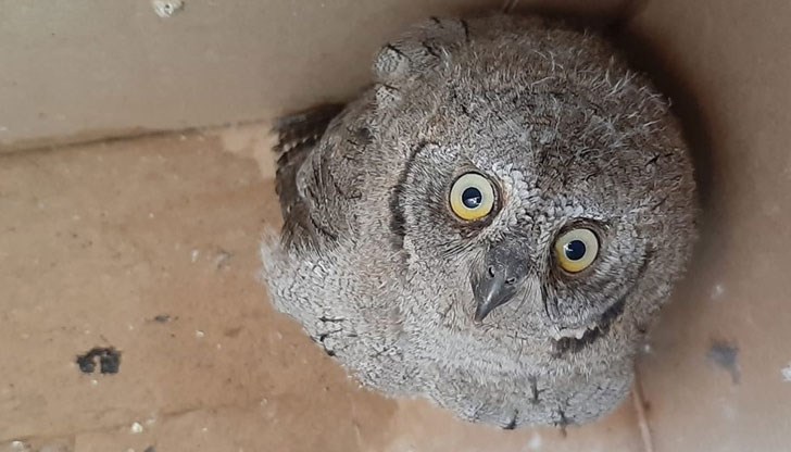 Бебето чухал е било заобиколено от улични котки, готови да го атакуват