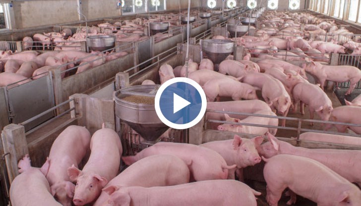 Евтанизираните животни се загробват в района на свинекомплекса