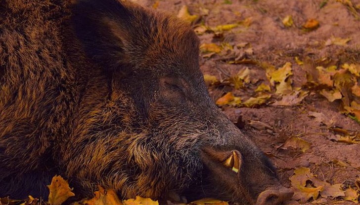 16 вече са огнищата при домашни свине и 20 са случаите при диви прасета в страната ни