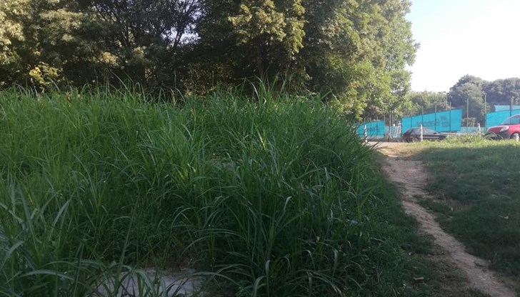 Множество деца играят във високата трева, която е пълна с комари и кърлежи