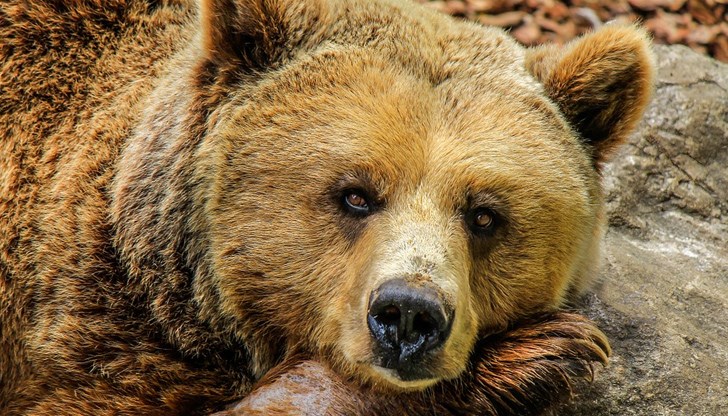 Дивите животни създават големи главоболия на жителите на общината