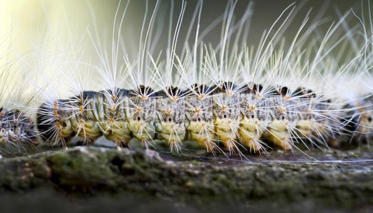 На шестима души се е наложило да се направят очни операции в Мюнстер