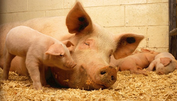 16 000 прасета остават затворени в свинекомплекса на село Юделник