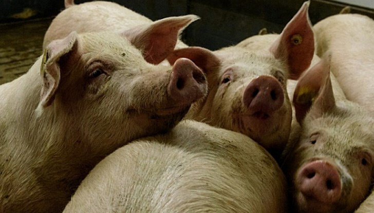 До момента в област Стара Загора няма констатирани огнища на африканска чума