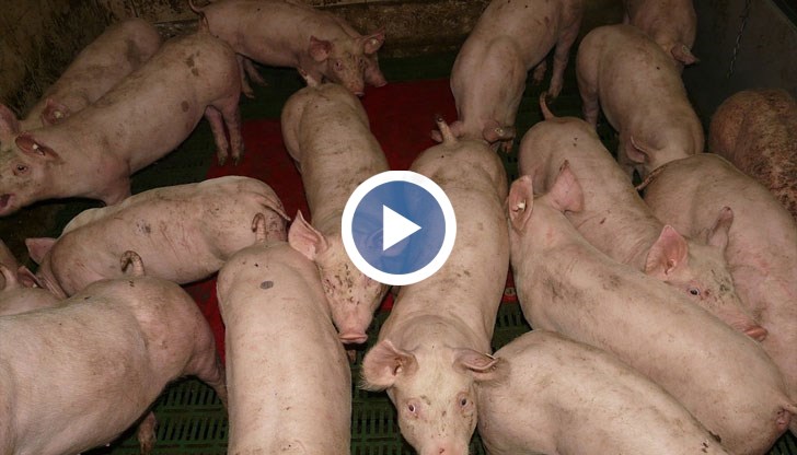 И днес в Русенска област продължи евтаназията на прасетата от свинекомплексите в Бръшлен и Николово, утре започва в Голямо Враново