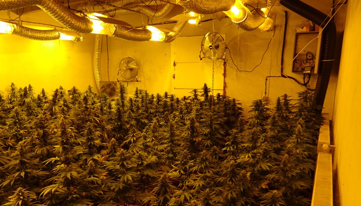 Иззети са над 40 кг канабис и близо 300 саксии с растенията Иззети са над 40 кг канабис и близо 300 саксии с растенията