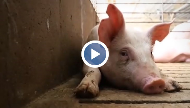 Инфекцията е много опасна, разпространява се много бързо и може да залее континенти