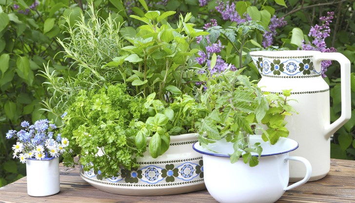 Днес празнуват билкарите, лечителите, врачките, баячките, знахарите и всички, които церят с помощта на природата и нейните дарове и сили Днес празнуват билкарите, лечителите, врачките, баячките, знахарите и всички, които церят с помощта на природата и нейните дарове и сили