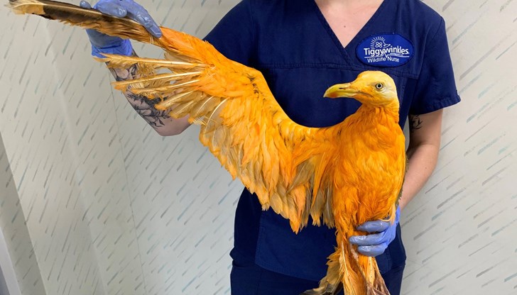 Въпреки странната миризма, която се е разнасяла от птицата, се е оказало, че тя е напълно здрава