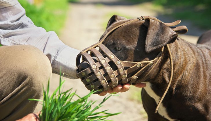 По закон общините трябва да контролират идентификацията и регистрацията на домашните кучета, но не го правят, коментира общинският съветник Марта Георгиева от София