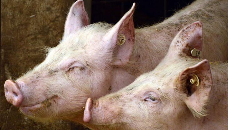 БАБХ потвърди наличието на вируса в домашни свине