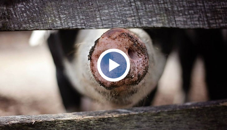 Недоволство заради евтаназията на прасета