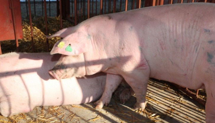 Заболяването е регистрирано в село Жернов, област Плевен / снимката е илюстративна Заболяването е регистрирано в село Жернов, област Плевен / снимката е илюстративна