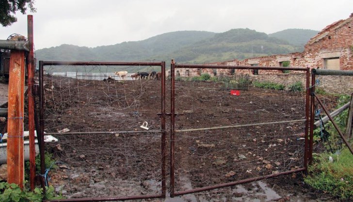 Кметът на селото се натъкнал на зловещата гледка, след като цял вечер слушал воят на дивите зверове