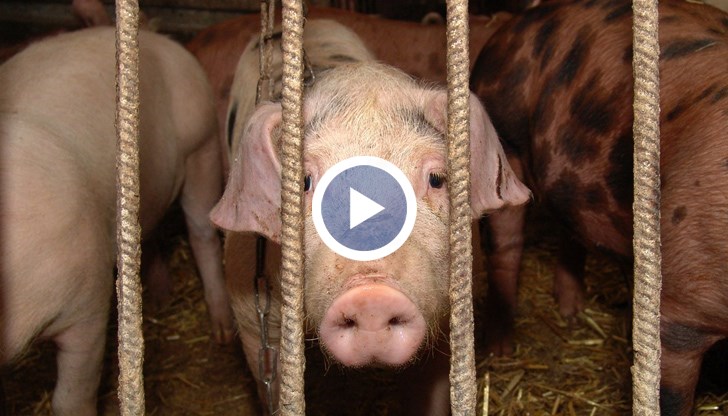 От Агенцията по безопасност на храните са на мнение, че тази практика трябва да остане в миналото