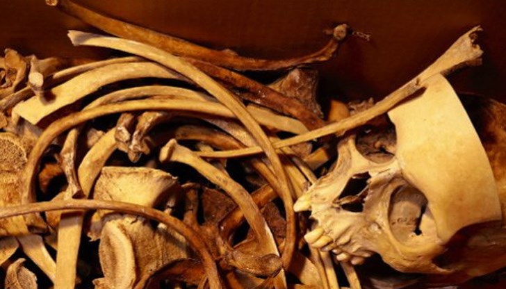 Намерените кости вероятно са на 80-годишен мъж от селото, обявен за издирване Намерените кости вероятно са на 80-годишен мъж от селото, обявен за издирване